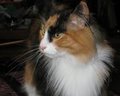 Norwegian Forest Cat