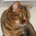 Face of a Bengal