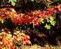 Oregon Fall Colors