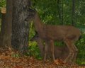 Pair of Deer