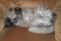 Catching a nap