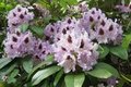 Rhododendrons