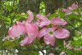 Pink Dogwood in the Spring