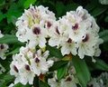 Rhododendrons in the Springtime