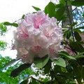 Pink Rhododendron against a cloudy sky