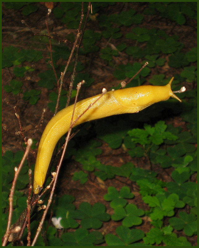 Banana Slug