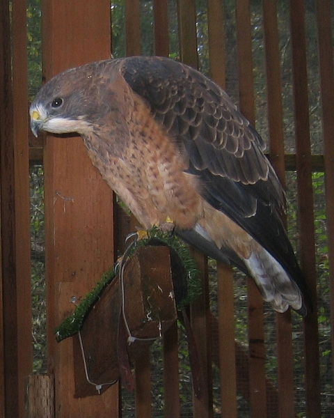 Sharp Shinned Hawk
