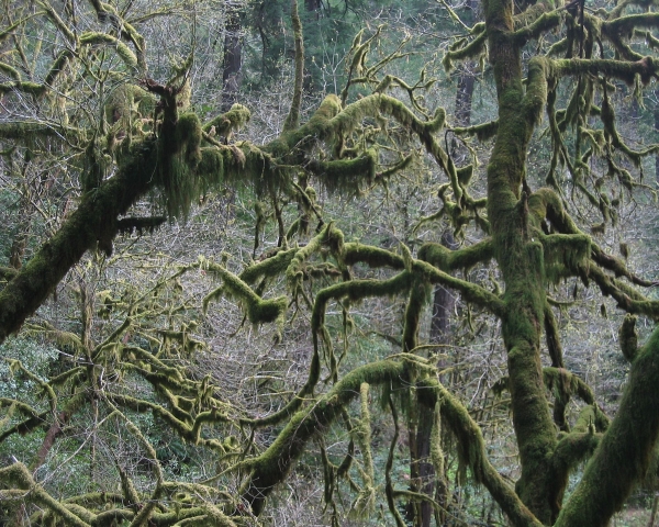 Mossy Trees