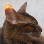 Sleeping Abyssinian