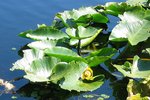 Waterlilies