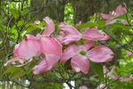 Pink Dogwood in the Spring