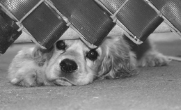 puppy2.jpg