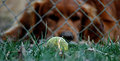 Prisoner