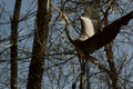 Crane