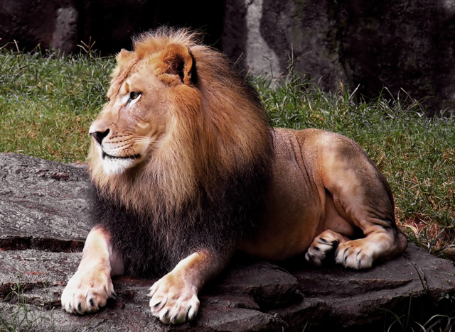 Lion