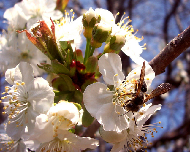 Spring