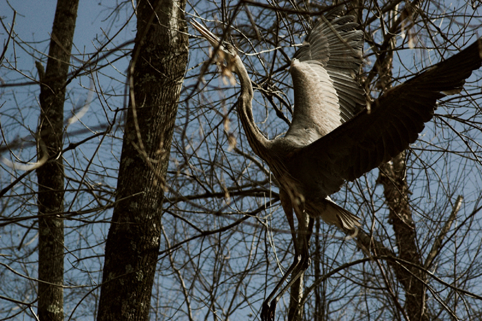 Crane