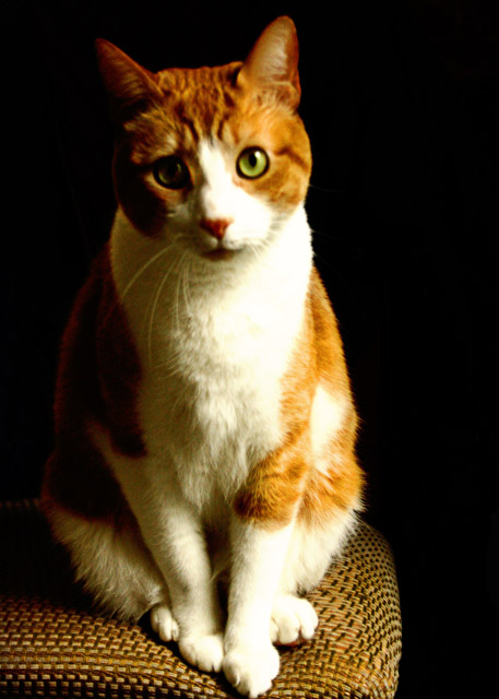 Jack the cat_edited-1_HP_OVERLAY_dp.jpg