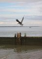 A Pelican...