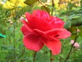 Pink Rose