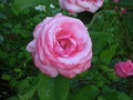 Picture 219.jpg