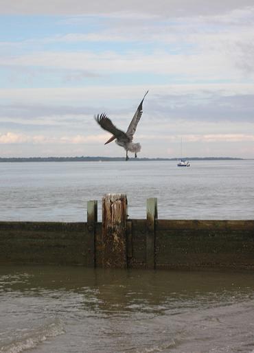 A Pelican...