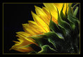 sunflower_small.jpg