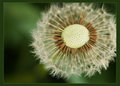 dandelion.jpg