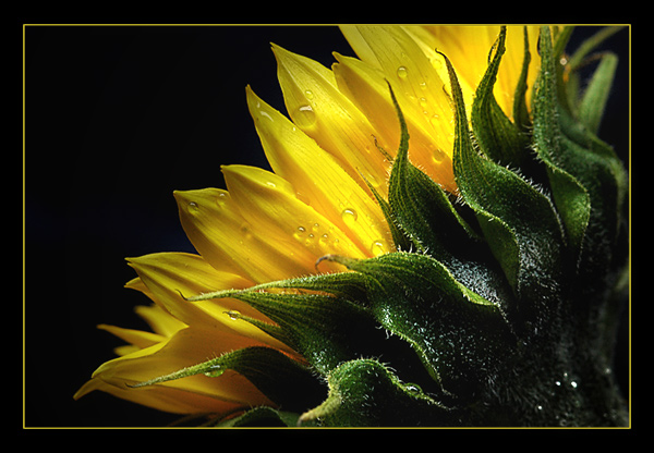 sunflower_small.jpg