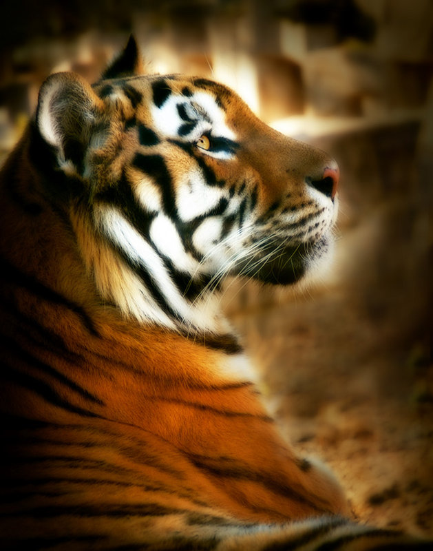 tiger_gold2.jpg