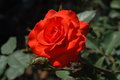 Red Rose