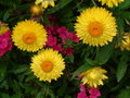 Sunbursts