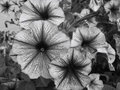Star Flowers