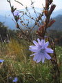 Lonely Wildflower