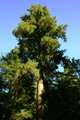 Redwood