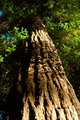 Up a Tree