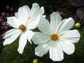 White Flowers
