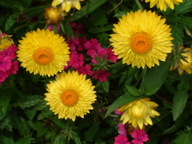 Sunbursts