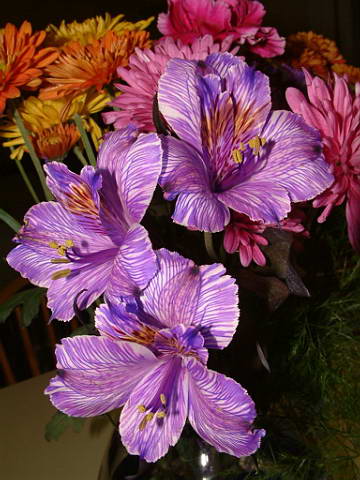 Purple Flowers