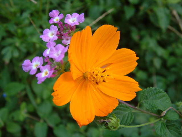 A Pair of Wildlowers