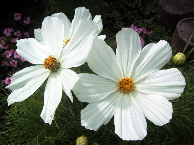 White Flowers