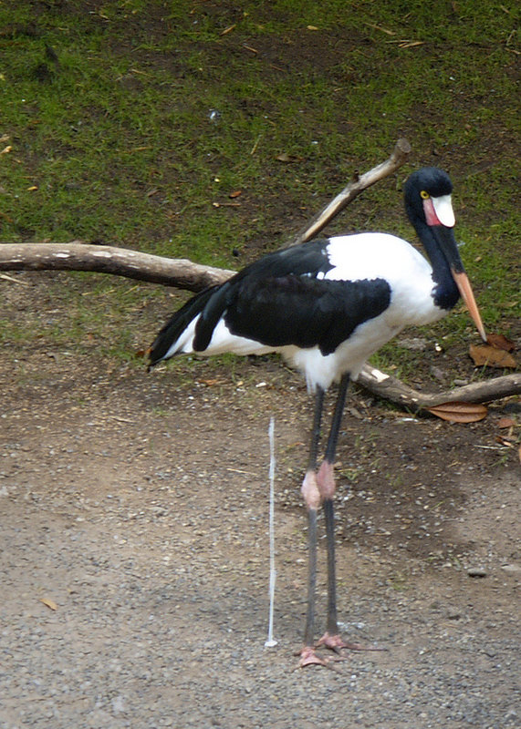 BirdExcrementalMoment.jpg
