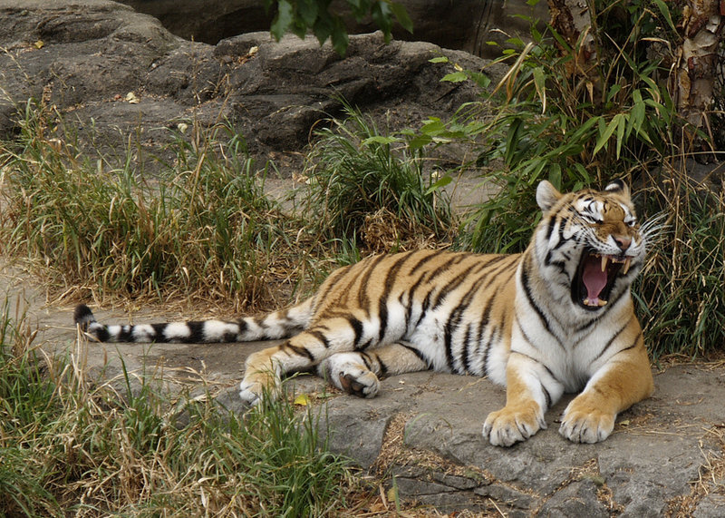OreGTGzoo0004.jpg
