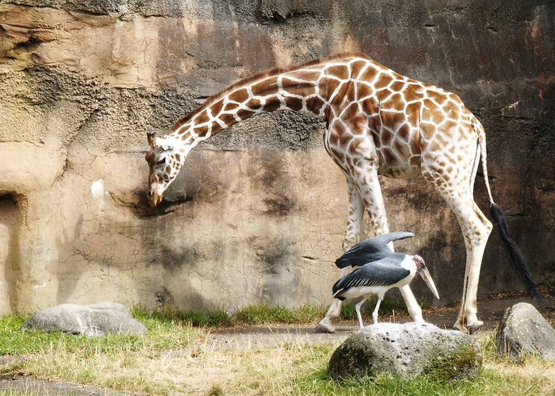 OreGTGzoo0025 (1).jpg
