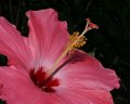 Keller_Hibiscus_dpc1024.jpg