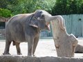 FTWZOO_Elephant_dpc1024.jpg