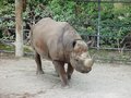 FTWZOO_Rhino_dpc1024.jpg