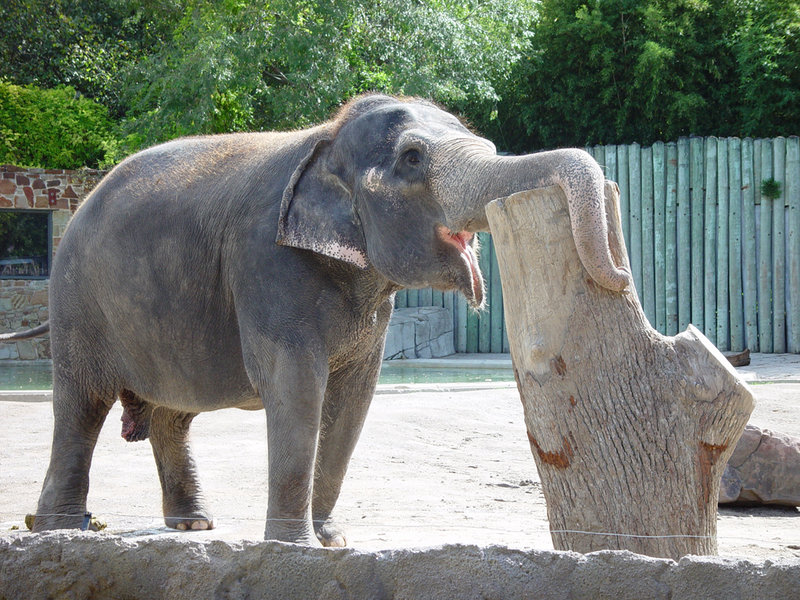 FTWZOO_Elephant_dpc1024.jpg