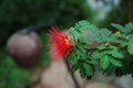 Red Flower