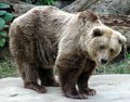 truly the saddest bear I ever saw